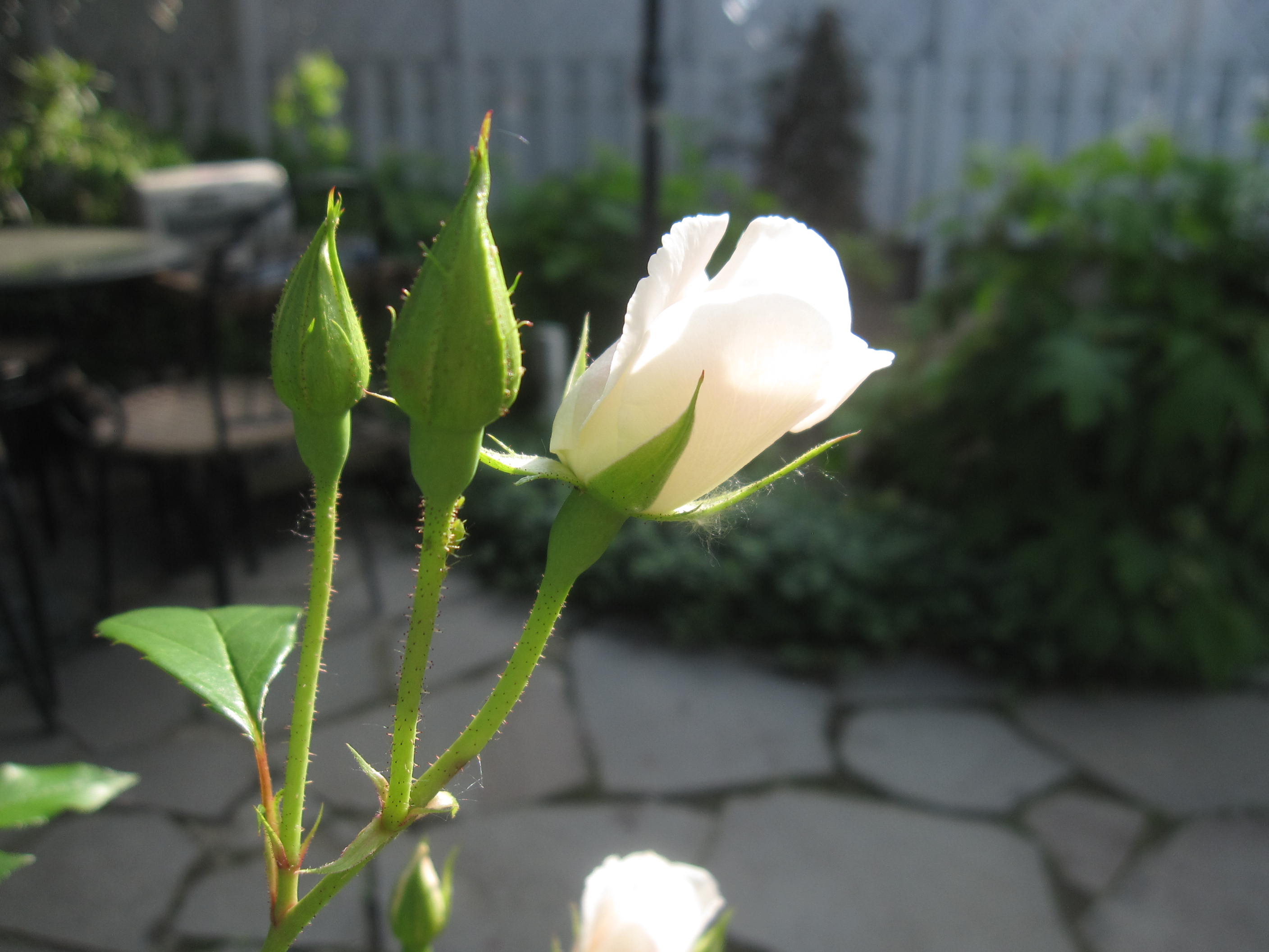 お庭が薔薇で綺麗になってきた~_a0279743_1161554.jpg