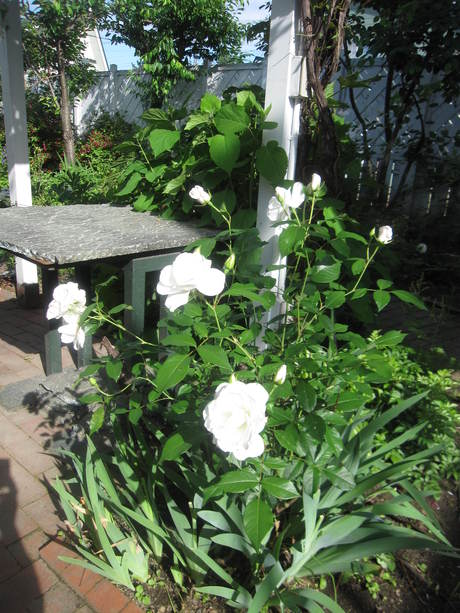 お庭が薔薇で綺麗になってきた~_a0279743_11651100.jpg