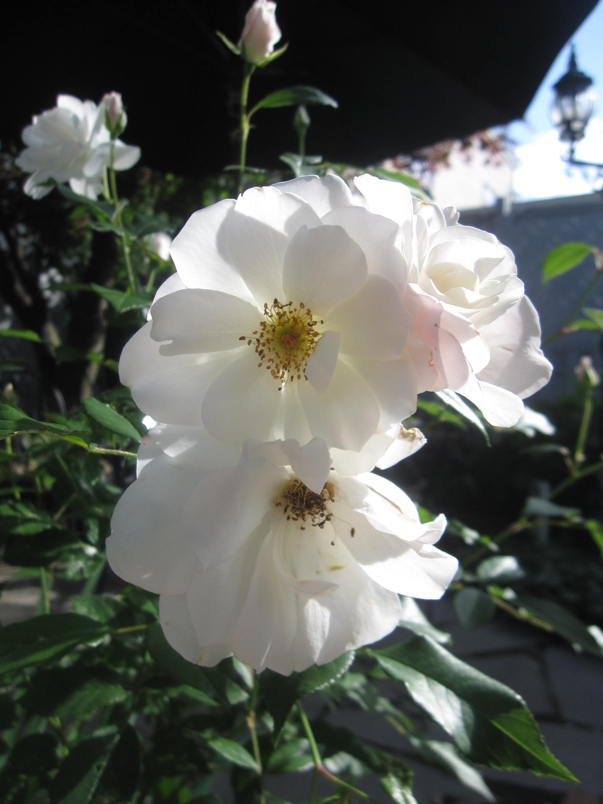 お庭が薔薇で綺麗になってきた~_a0279743_1171085.jpg