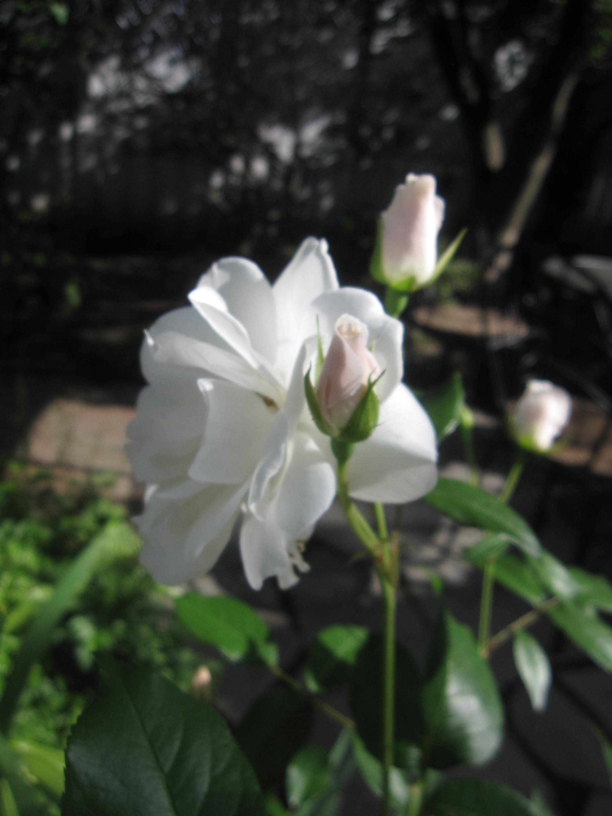 お庭が薔薇で綺麗になってきた~_a0279743_1173377.jpg