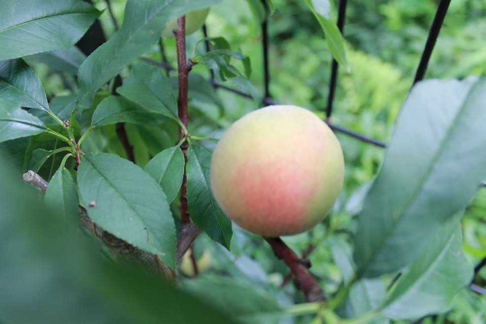 蘭香茶館の季節・収穫_f0070743_22201487.jpg