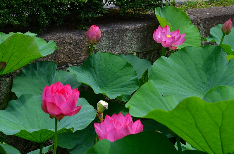 家康のお声がかりで作られた【東本願寺】_e0237645_2348623.jpg