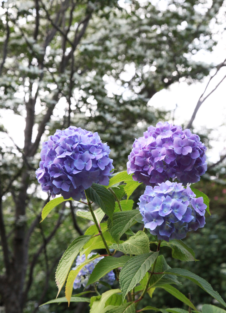 大和郡山市　矢田寺　紫陽花アップ_c0108146_21192881.jpg