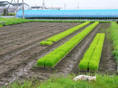 七城米 長尾農園 田植え その1_a0254656_16144720.jpg
