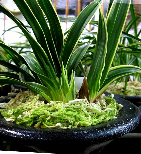 日本春蘭韓国春蘭の発芽 No.1297 : 東洋蘭風来記奥部屋