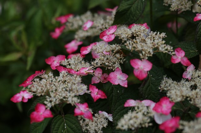 森林植物園_b0242358_2021251.jpg