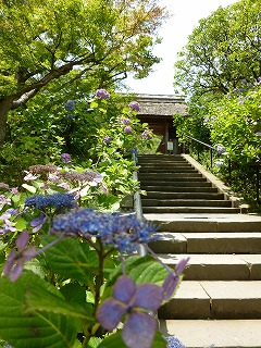 KITAKAMAKURA その4 紫陽花コレクション♪_a0165160_10391417.jpg