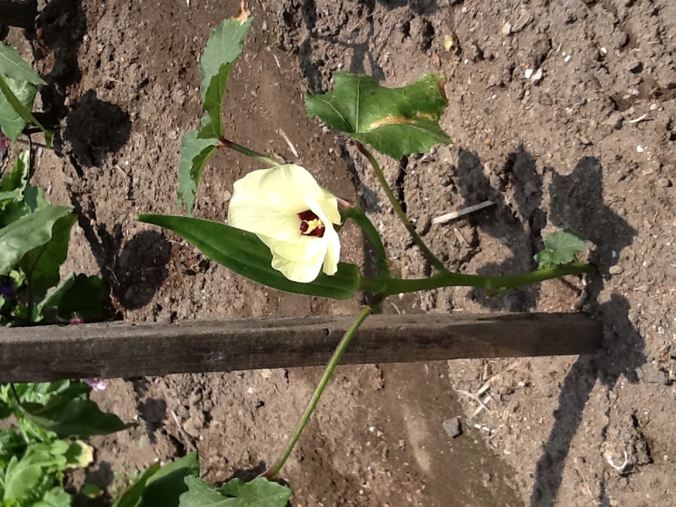 オクラの花_b0093660_0105046.jpg