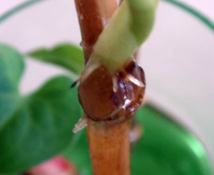 ドクダミの挿し芽 しばし柴たいむ ドクダミの挿し芽 しばし柴たいむ