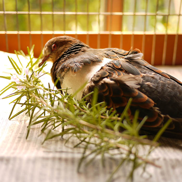 *◯ 展覧会のお知らせと、ポオちゃんの近況などなど・・・ ◯*_f0051866_13221290.jpg