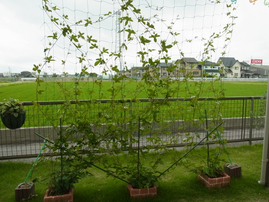 b0194267_1056235.jpg