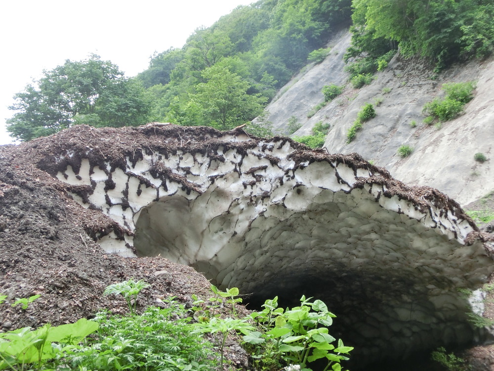 アカシジミ　　　コナラ上部はアカだらけ。　　2013.6.28青森県②_a0146869_6475584.jpg