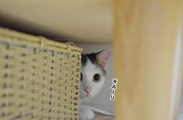 じろじろ るーるる るー じろじろ るーるる るー