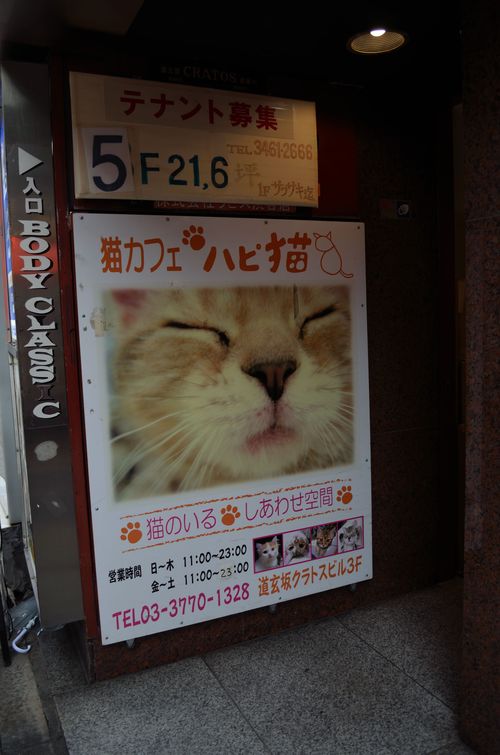 猫カフェ ハピ猫 2013 5 16 死すべきキモオタ 或いは怠惰な脂肪の塊 猫カフェ ハピ猫 2013 5 16 死すべきキモオタ 或いは怠惰な脂肪の塊