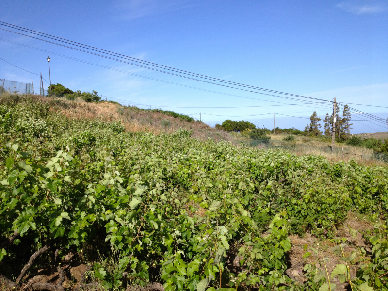 2012/05/13 La Gomera day2 -El Contadero~El Cedro-_b0220886_020068.jpg