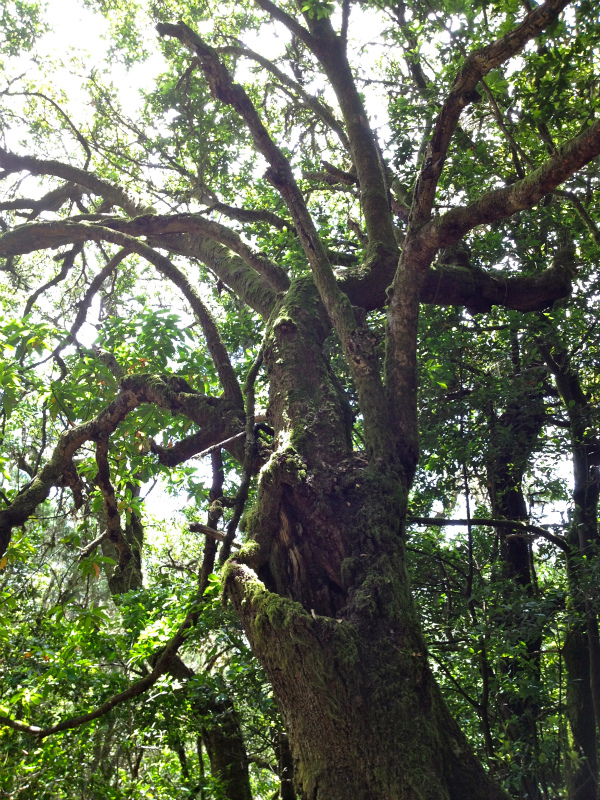 2012/05/13 La Gomera day2 -El Contadero~El Cedro-_b0220886_052313.jpg