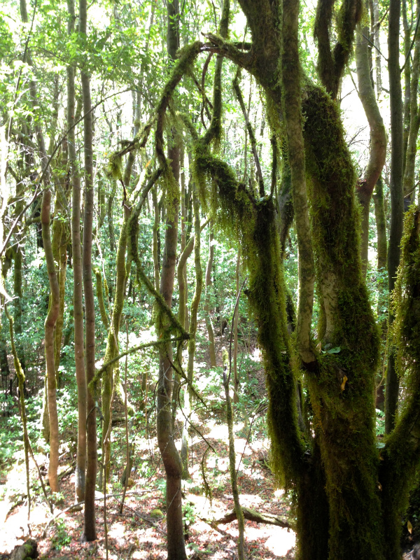 2012/05/13 La Gomera day2 -El Contadero~El Cedro-_b0220886_0525732.jpg