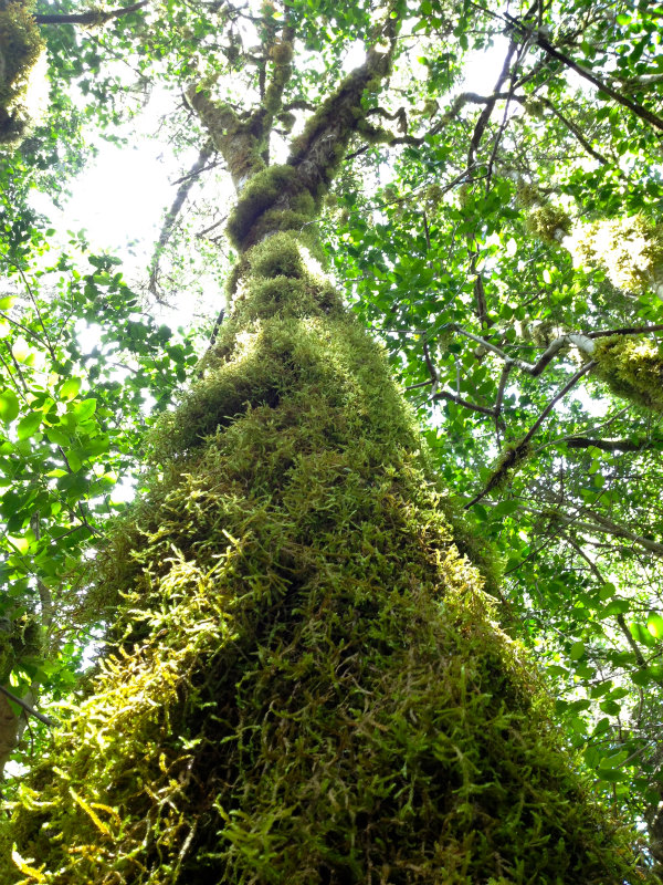 2012/05/13 La Gomera day2 -El Contadero~El Cedro-_b0220886_0532164.jpg