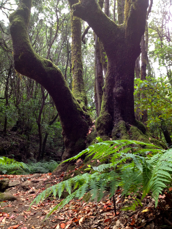 2012/05/13 La Gomera day2 -El Contadero~El Cedro-_b0220886_0534717.jpg