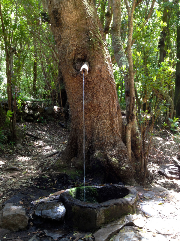 2012/05/13 La Gomera day2 -El Contadero~El Cedro-_b0220886_055175.jpg