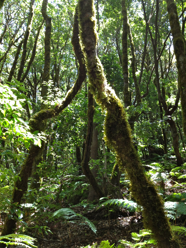 2012/05/13 La Gomera day2 -El Contadero~El Cedro-_b0220886_0595946.jpg