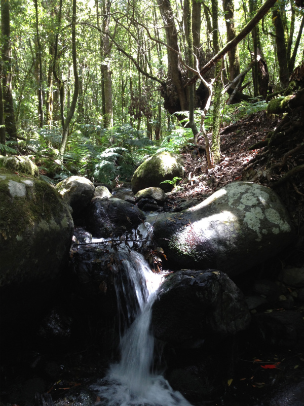 2012/05/13 La Gomera day2 -El Contadero~El Cedro-_b0220886_154995.jpg