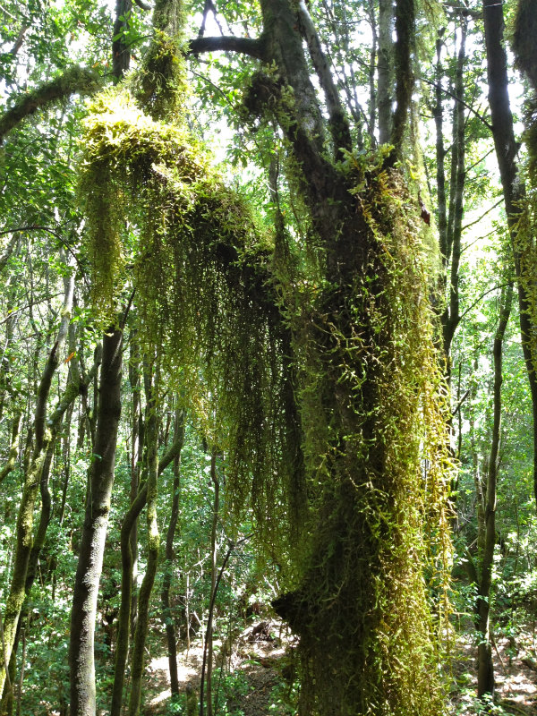 2012/05/13 La Gomera day2 -El Contadero~El Cedro-_b0220886_16149.jpg