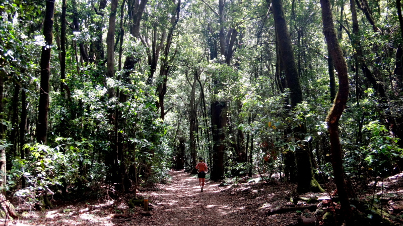 2012/05/14 La Gomera day3 -Mystic Forests of Garajonay National Park-_b0220886_1691057.jpg