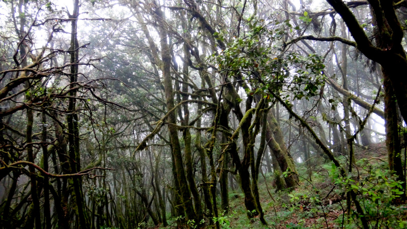 2012/05/14 La Gomera day3 -Mystic Forests of Garajonay National Park-_b0220886_1693462.jpg
