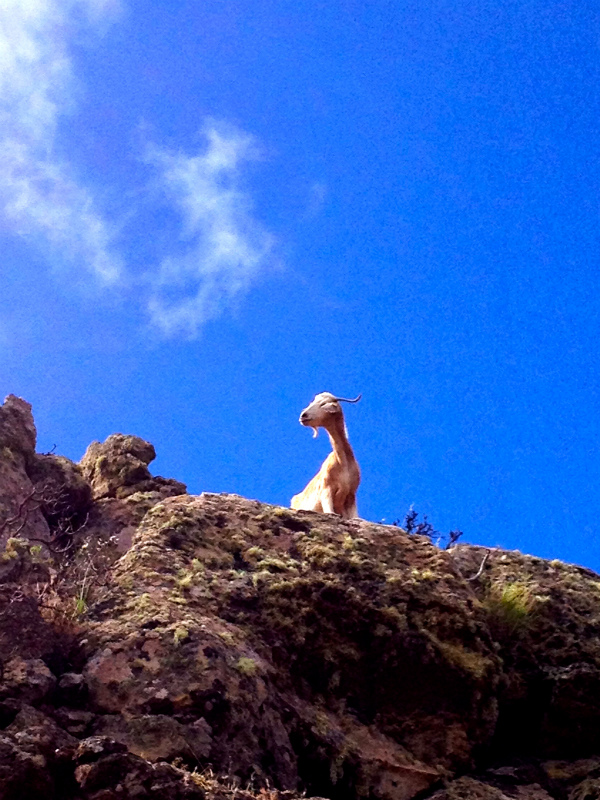 2012/05/15 La Gomera day4 -Mt. La Merica-_b0220886_17254620.jpg