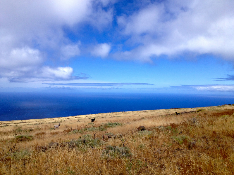 2012/05/15 La Gomera day4 -Mt. La Merica-_b0220886_17381356.jpg