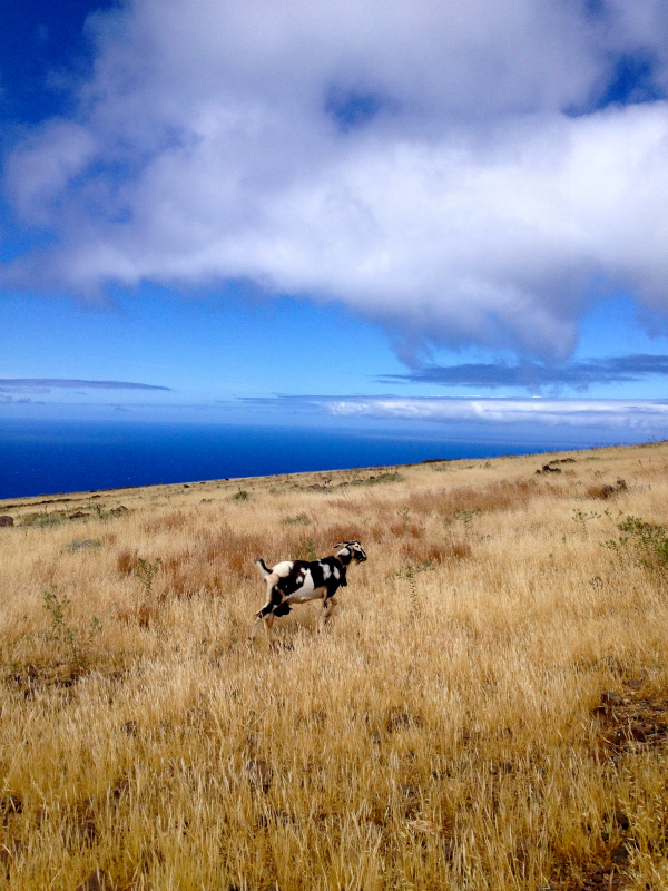 2012/05/15 La Gomera day4 -Mt. La Merica-_b0220886_17384643.jpg