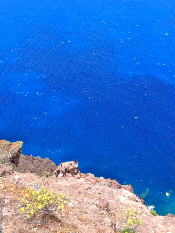 2012/05/15 La Gomera day4 -Mt. La Merica-_b0220886_17542395.jpg