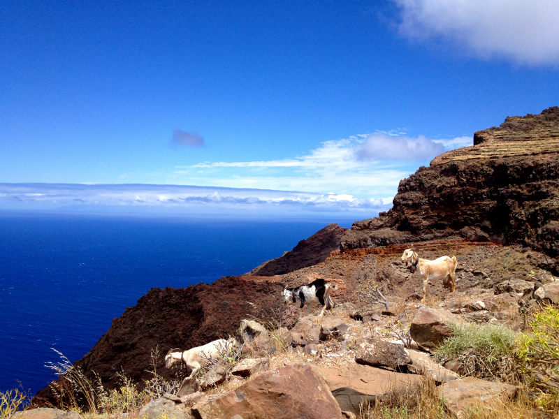 2012/05/15 La Gomera day4 -Mt. La Merica-_b0220886_17543592.jpg