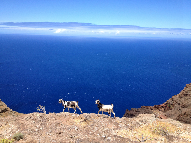 2012/05/15 La Gomera day4 -Mt. La Merica-_b0220886_17545267.jpg
