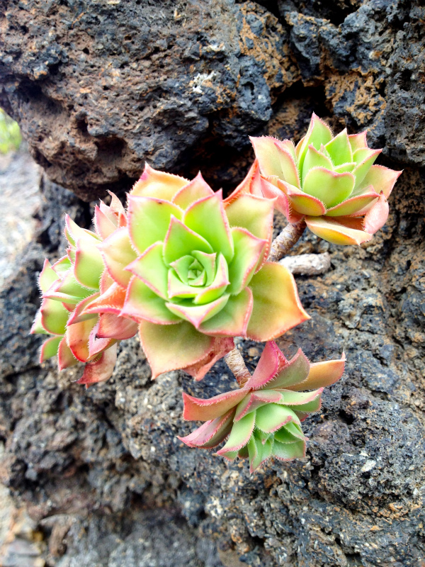 2012/05/16 La Gomera day5 -Sea Cliff to Magical Forests-_b0220886_1841067.jpg