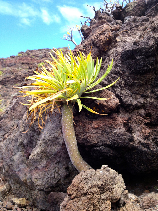 2012/05/16 La Gomera day5 -Sea Cliff to Magical Forests-_b0220886_18411312.jpg
