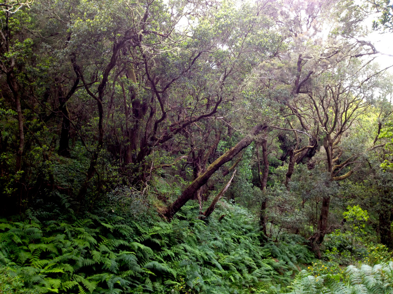 2012/05/16 La Gomera day5 -Sea Cliff to Magical Forests-_b0220886_19105064.jpg