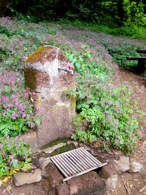 2012/05/16 La Gomera day5 -Sea Cliff to Magical Forests-_b0220886_1910599.jpg