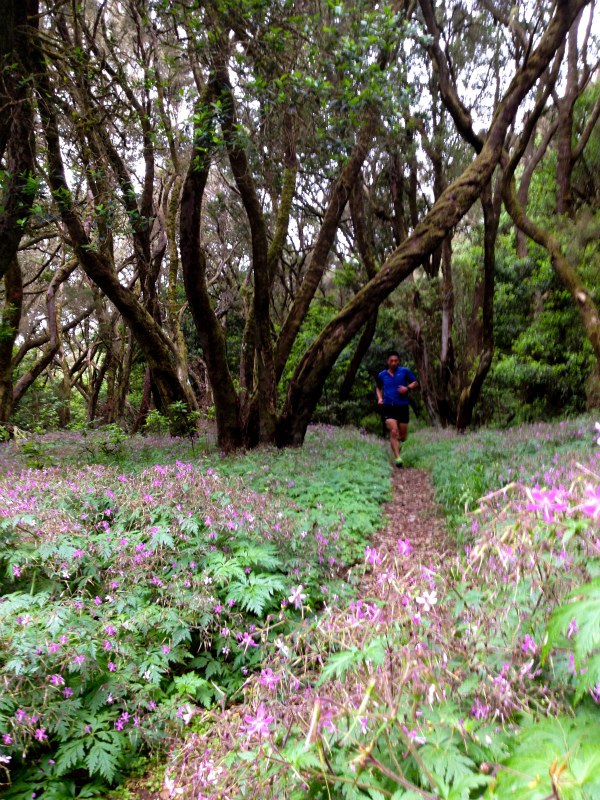 2012/05/16 La Gomera day5 -Sea Cliff to Magical Forests-_b0220886_1911326.jpg