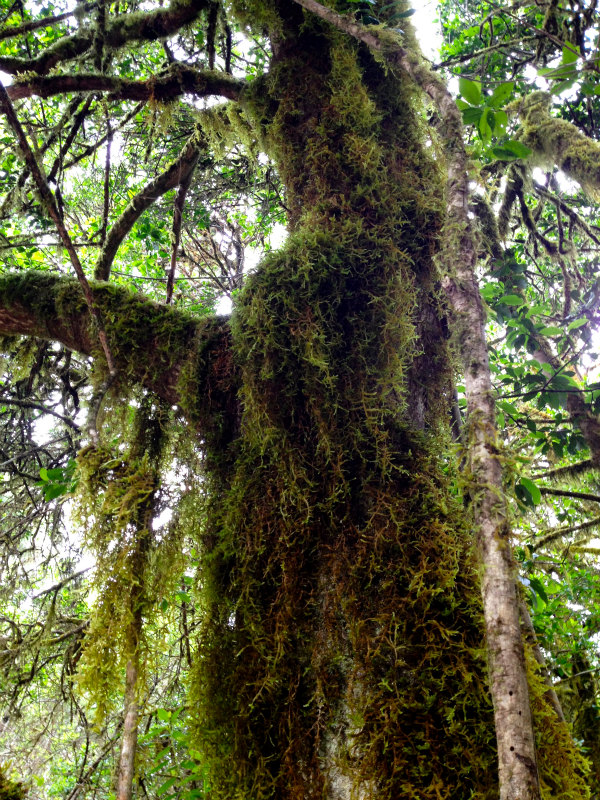 2012/05/16 La Gomera day5 -Sea Cliff to Magical Forests-_b0220886_199395.jpg