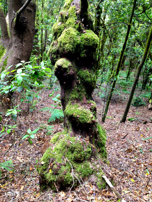 2012/05/16 La Gomera day5 -Sea Cliff to Magical Forests-_b0220886_1994870.jpg