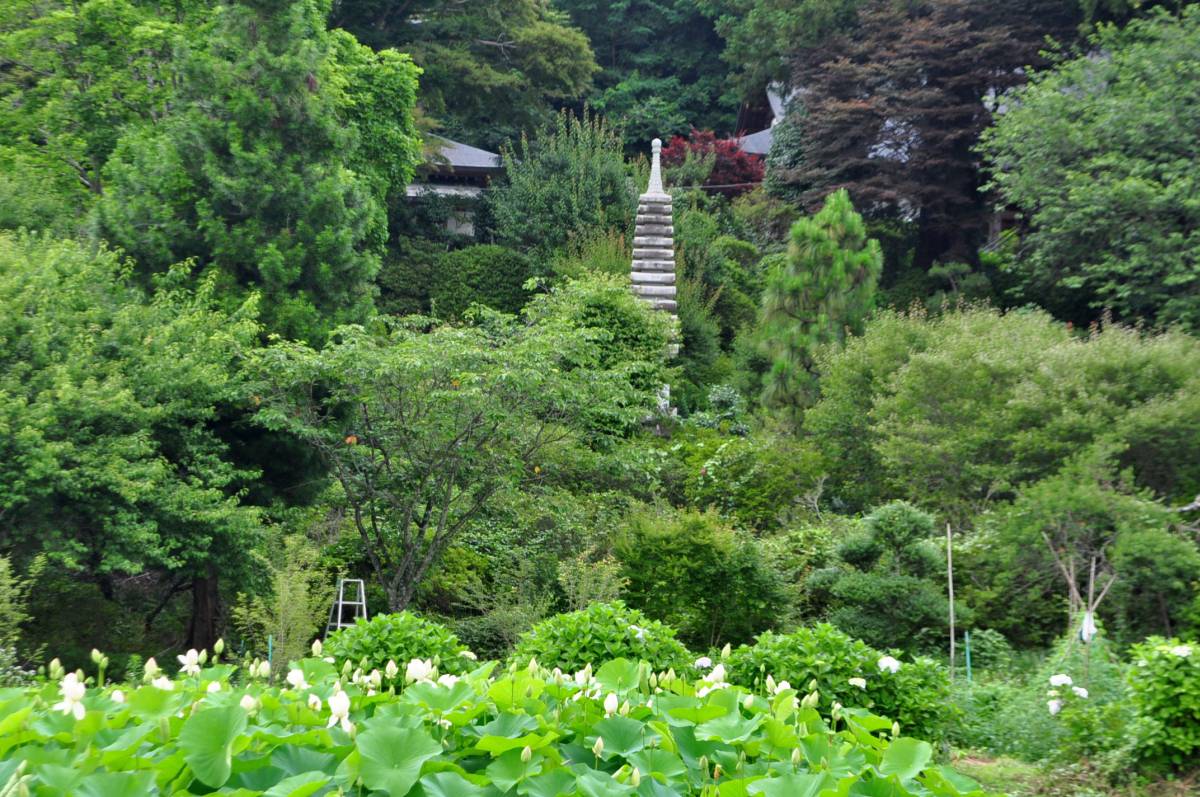 沢観音寺のハスの花_a0011690_120186.jpg