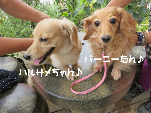 夢のある商品！続々入荷中！_b0200291_2223637.jpg