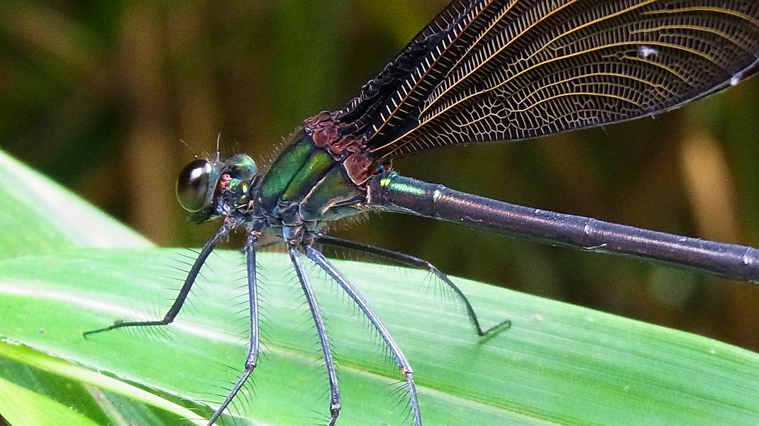 a0152692_17151647.jpg
