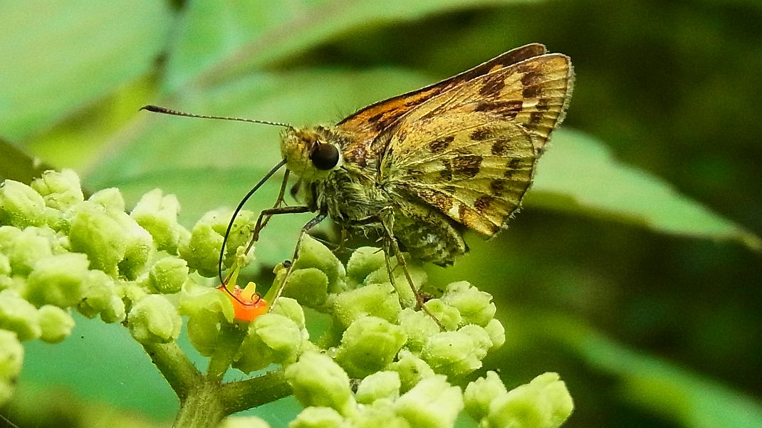 a0152692_17222178.jpg