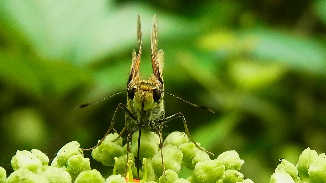 a0152692_17231234.jpg