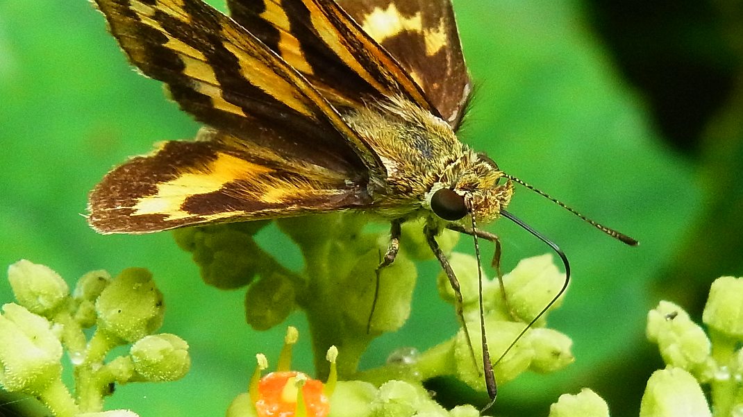 a0152692_1723433.jpg