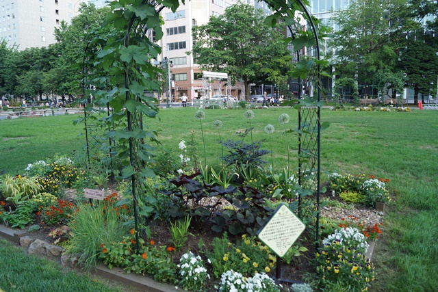 ⑥札幌大通公園の花、参議院選挙頑張れ維新の会、安倍総理自民党と維新の会の連合を、安倍総理に超・期待_d0181492_0341890.jpg