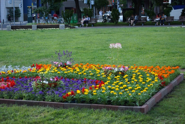 ⑥札幌大通公園の花、参議院選挙頑張れ維新の会、安倍総理自民党と維新の会の連合を、安倍総理に超・期待_d0181492_0352461.jpg